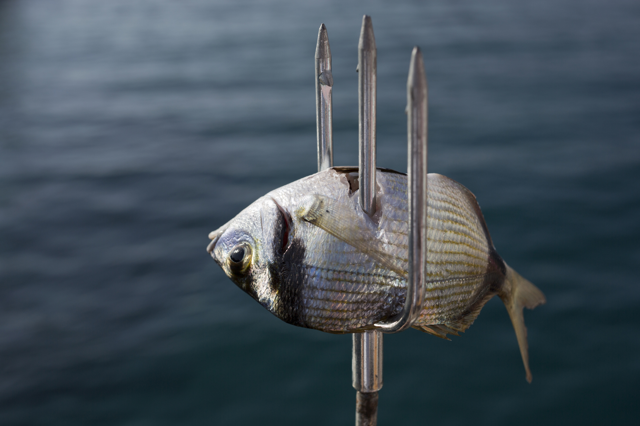 Sea bream and harpoon