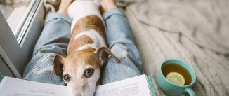 Reading at home with pet Jack Russell terrier looking trustingly at his owner. Cozy home weekend with interesting book, dog and hot tea. Beige and blue. Chilling mood