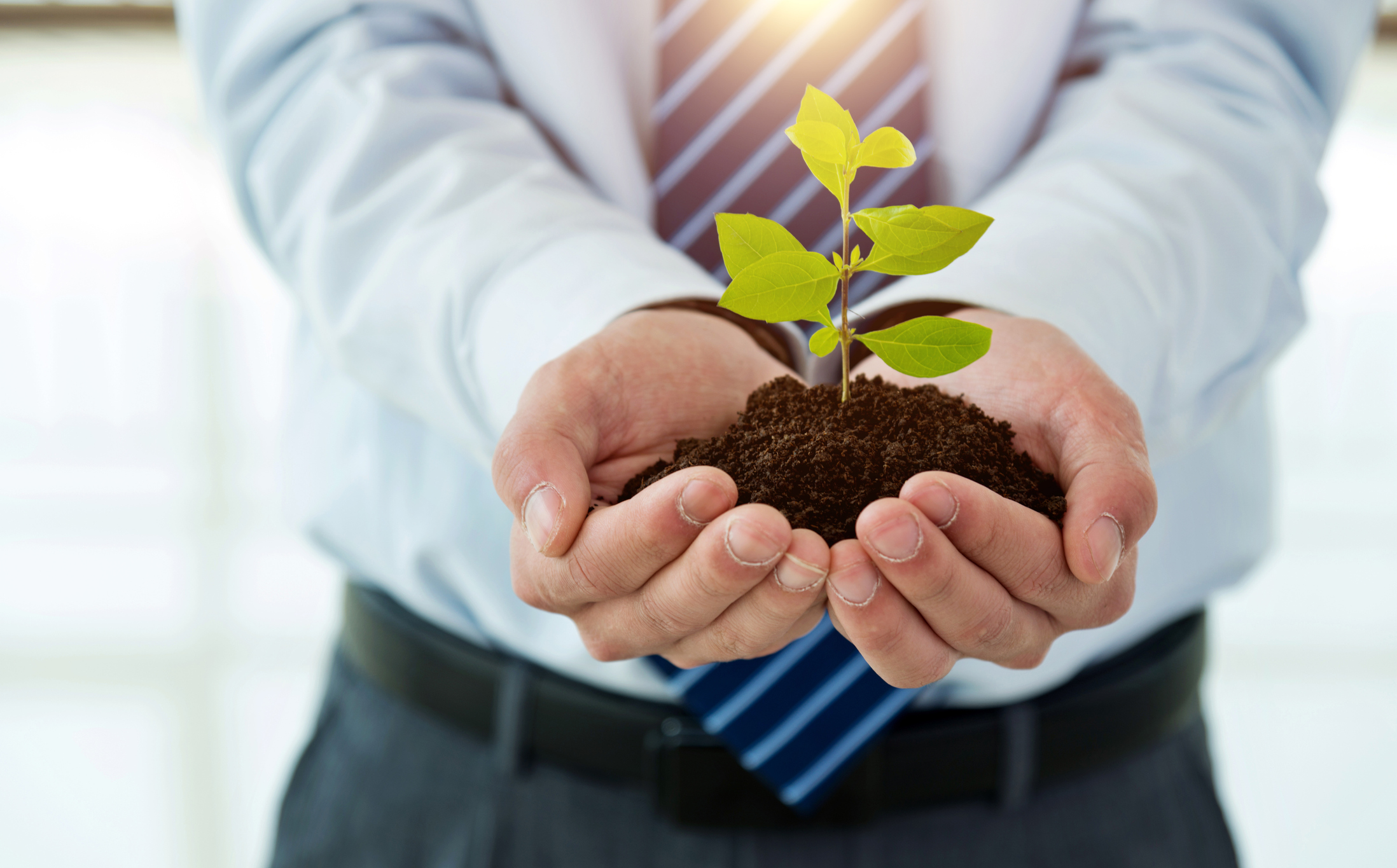 Businessman hand holding a young plant.